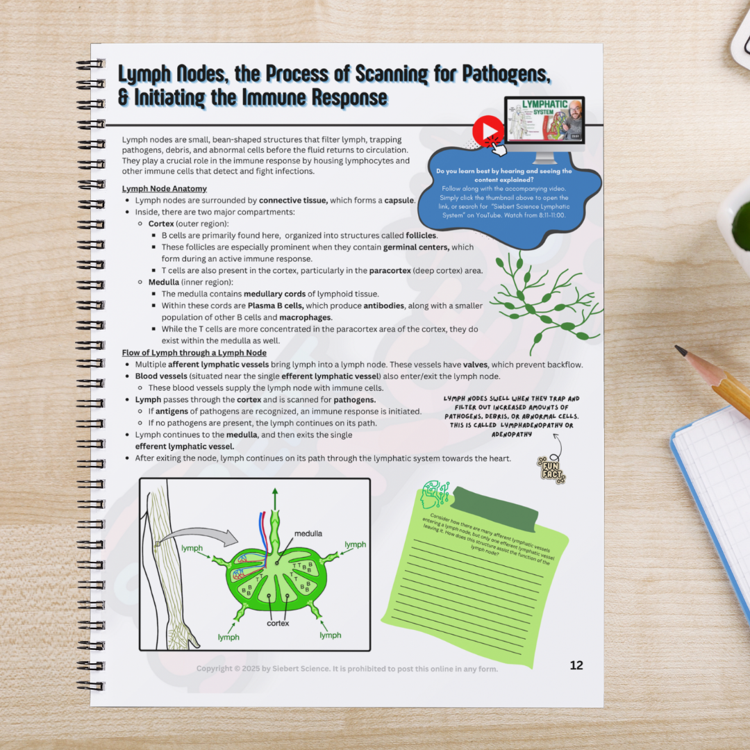The Complete Guide to the Lymphatic & Immune Systems (ebook)