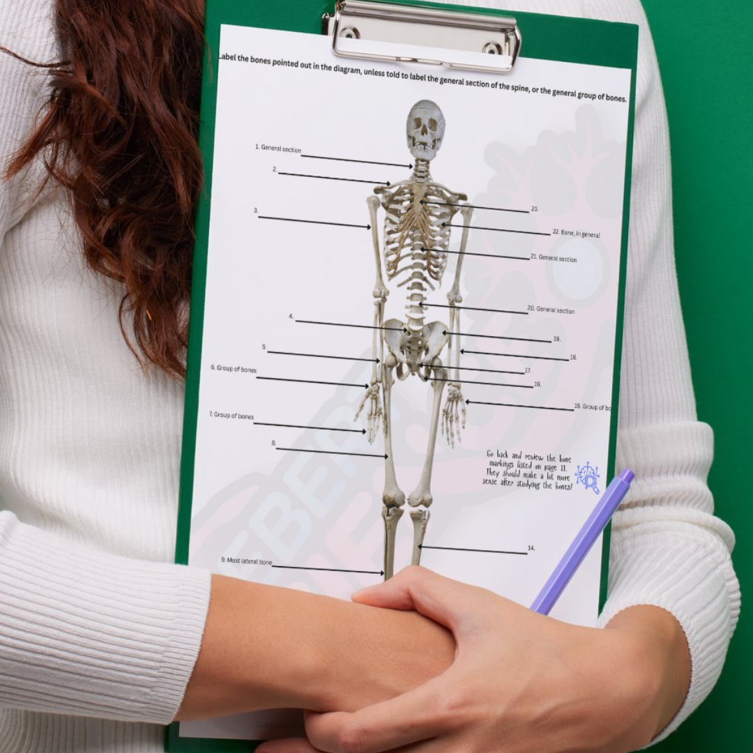 The Complete Guide to the Skeletal System (ebook)