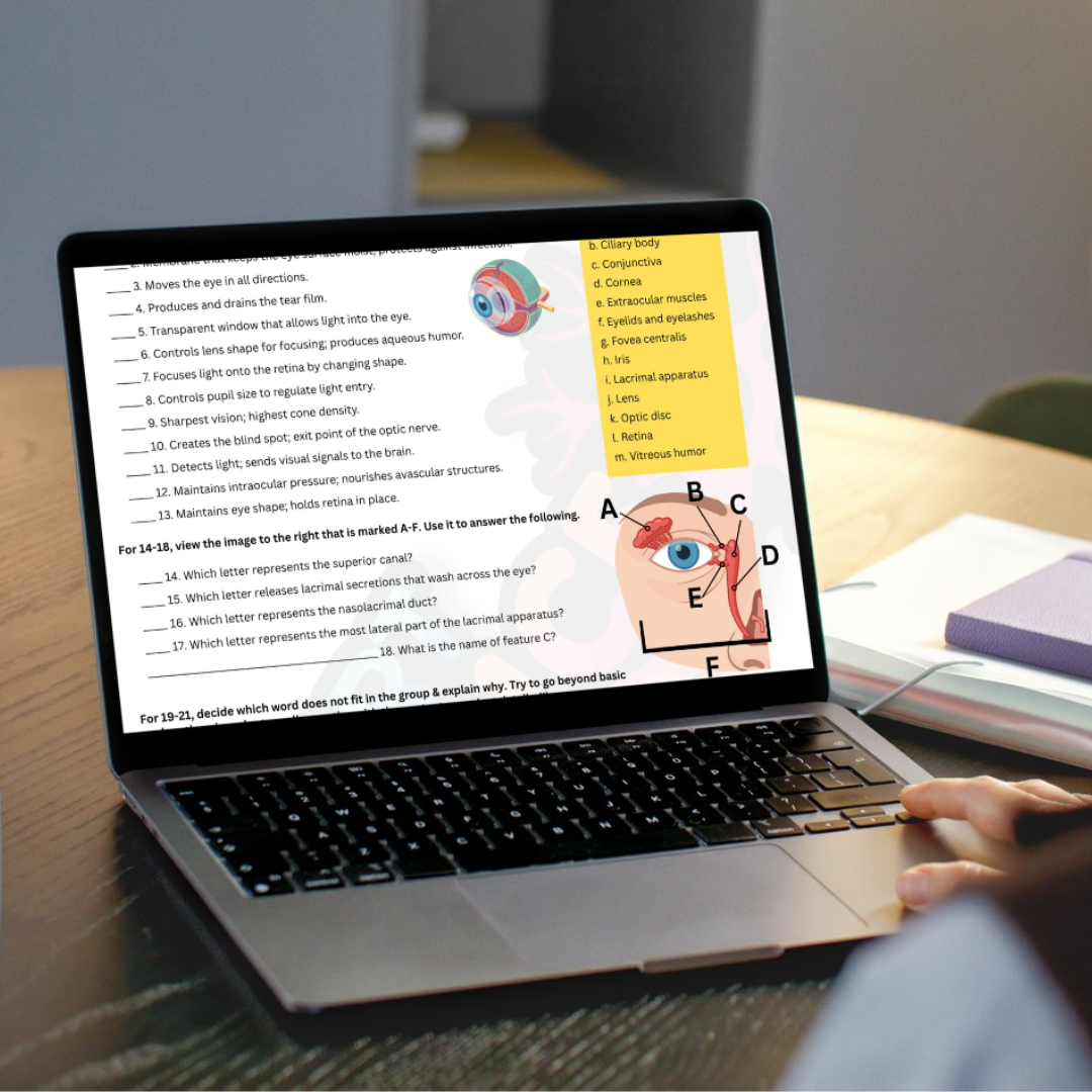 The Complete Guide to the Nervous System (Part 3: Special Senses) (ebook)