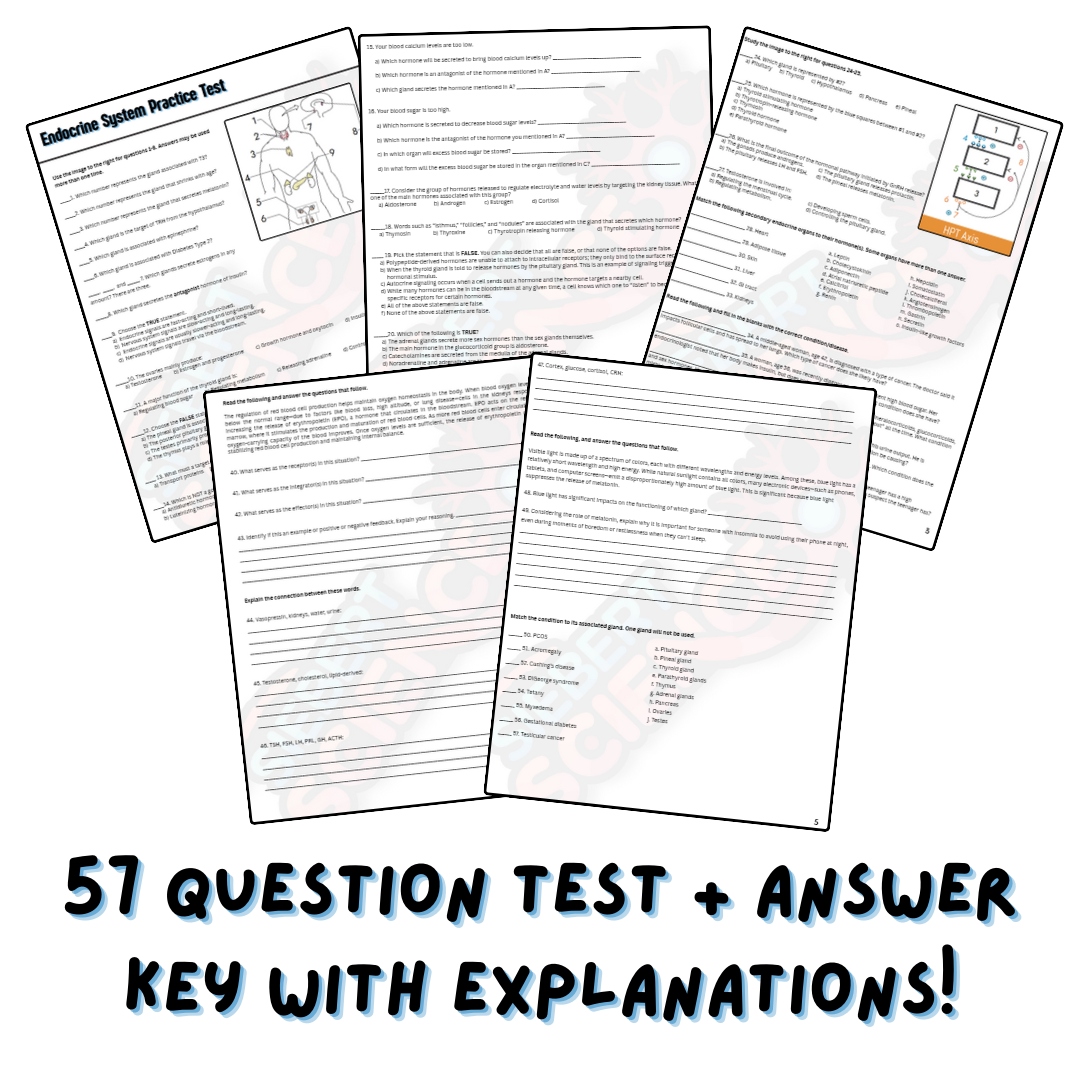 Practice Test - Endocrine System