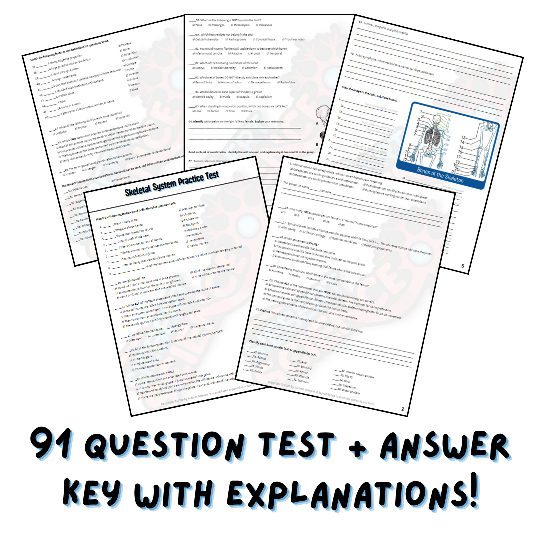 Practice Test - Skeletal System