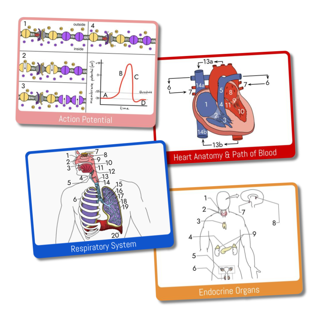 Anatomy & Physiology Study Cards – Siebert Science Store anatomy-physiology-study-cards-siebert-science-store