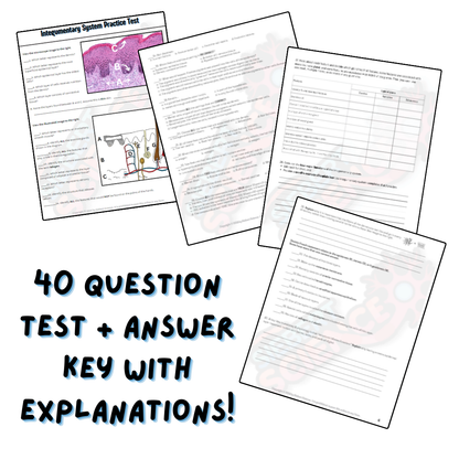 Practice Test - Integumentary System