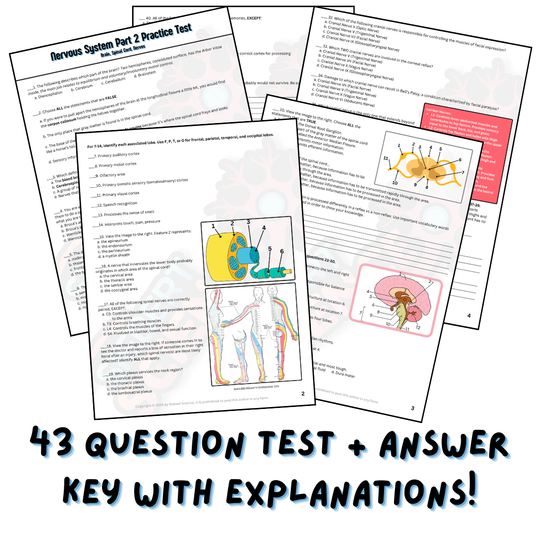 Practice Test - Nervous System, Part 2 (Brain, Spinal Cord, & Nerves)