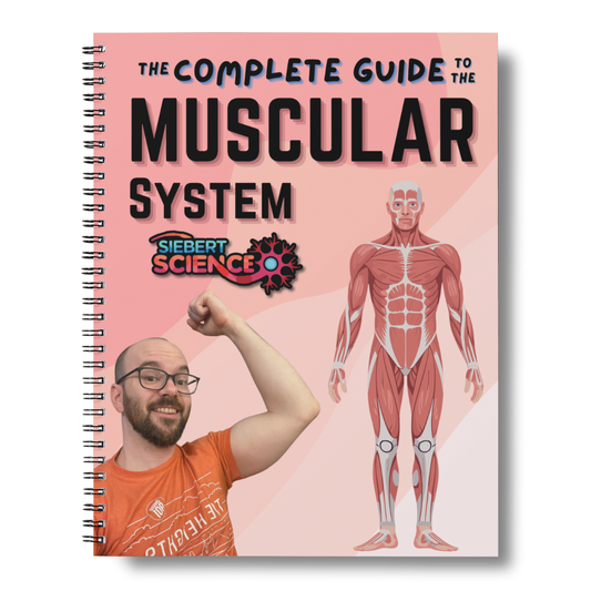 The Complete Guide to the Muscular System (ebook)