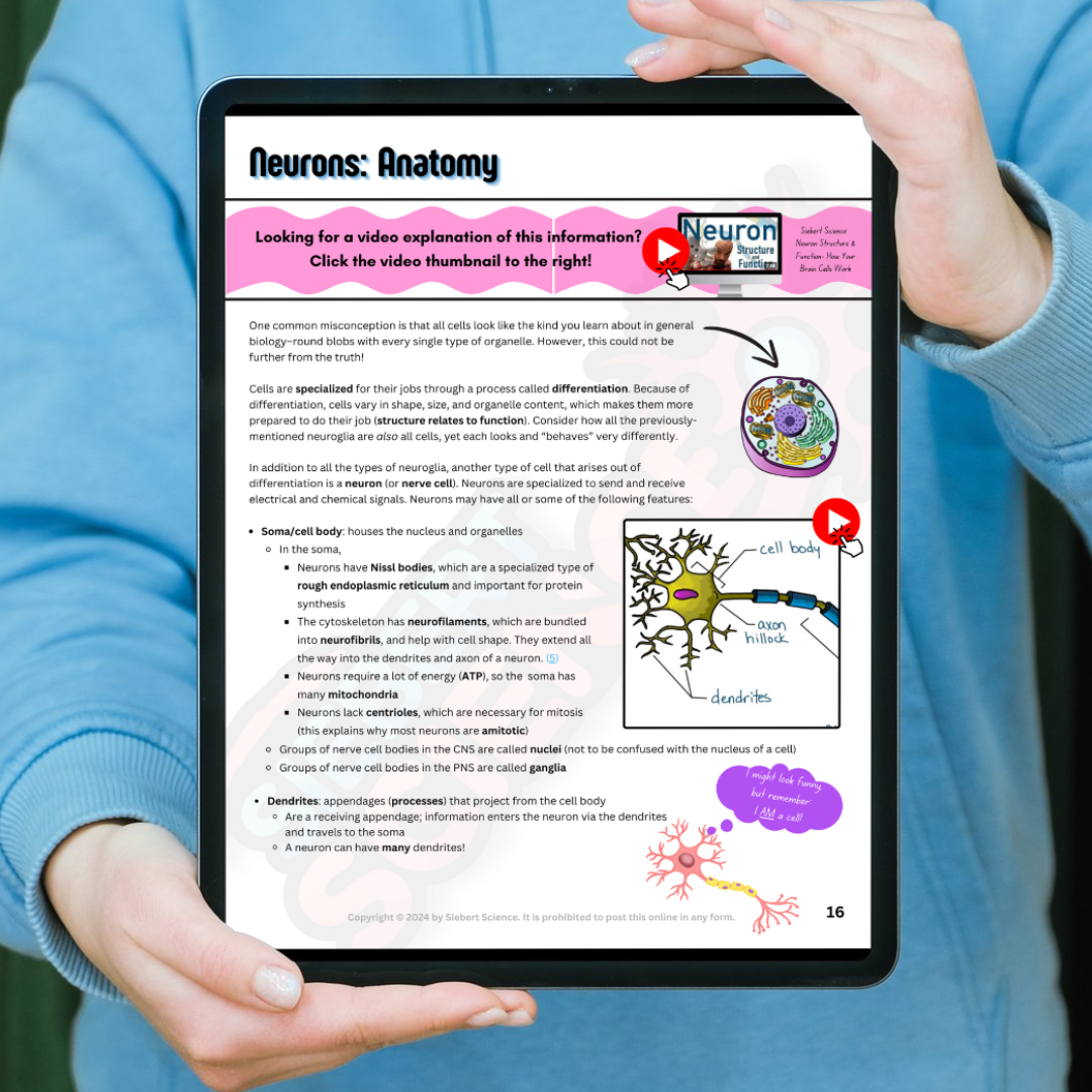 Neuron Study Guide The Complete Guide to the Nervous System (Part 1: Neurons, Action Pote ...