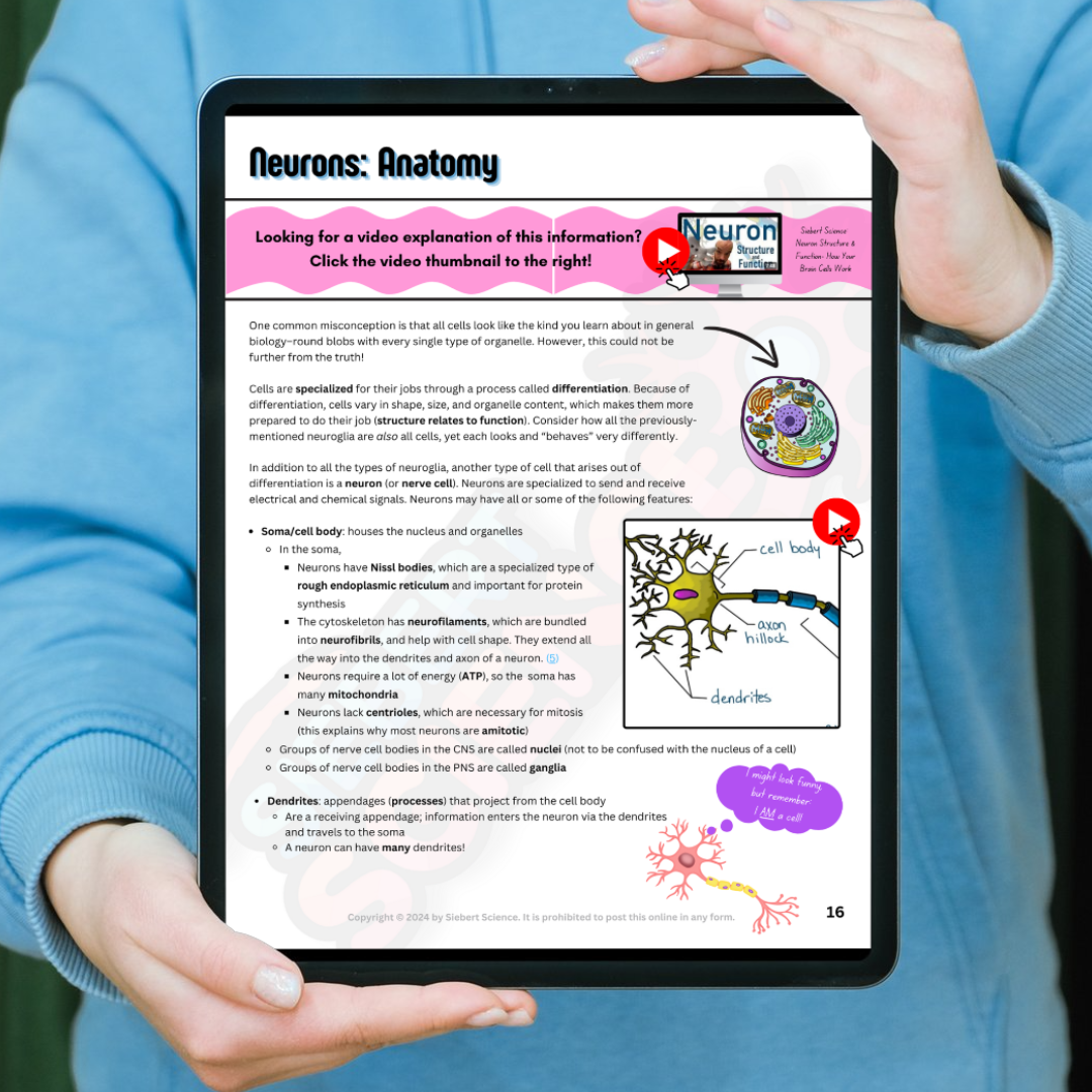 The Complete Guide to the Nervous System (Part 1: Neurons, Action Potentials, Synapses, & Divisions) (ebook)