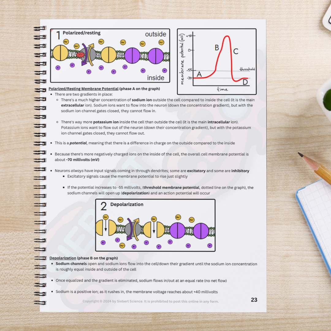 Neuron Study Guide The Complete Guide to the Nervous System (Part 1: Neurons, Action Pote ...