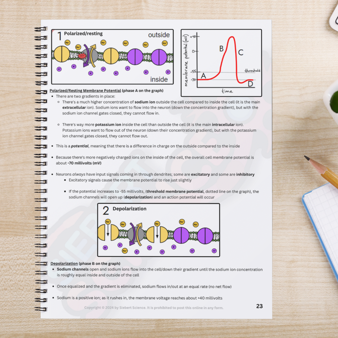 The Complete Guide to the Nervous System (Part 1: Neurons, Action Potentials, Synapses, & Divisions) (ebook)