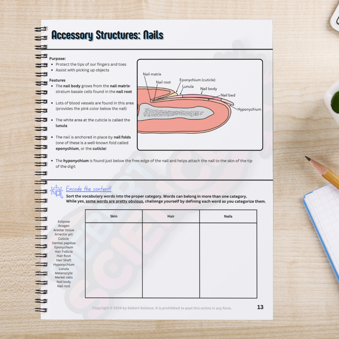 The Complete Guide to the Integumentary System (ebook)