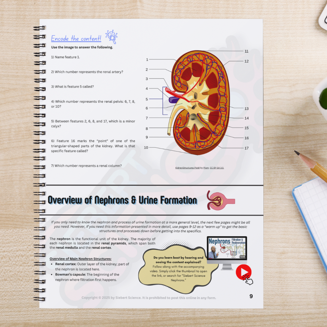 The Complete Guide to the Urinary System (ebook)