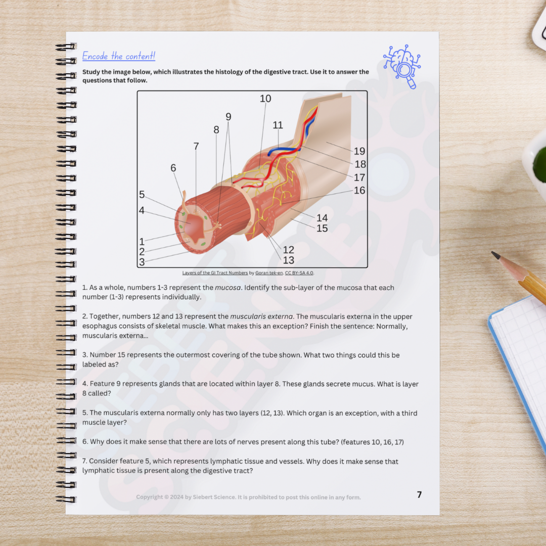 The Complete Guide to the Digestive System (ebook) – Siebert Science Store