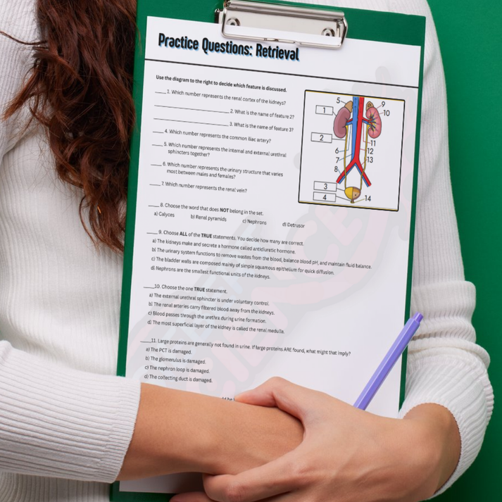 Bladder Compression Guide The Complete Guide to the Urinary System (ebook) – Siebert Science Store