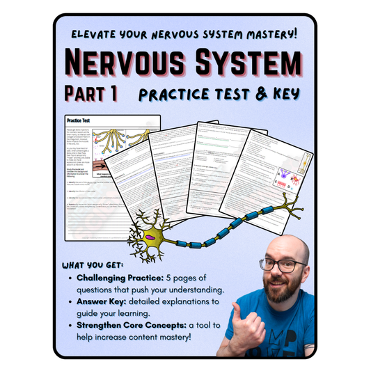 Practice Test - Nervous System, Part 1 (Neurons, Action Potentials, Synapses, & Divisions)