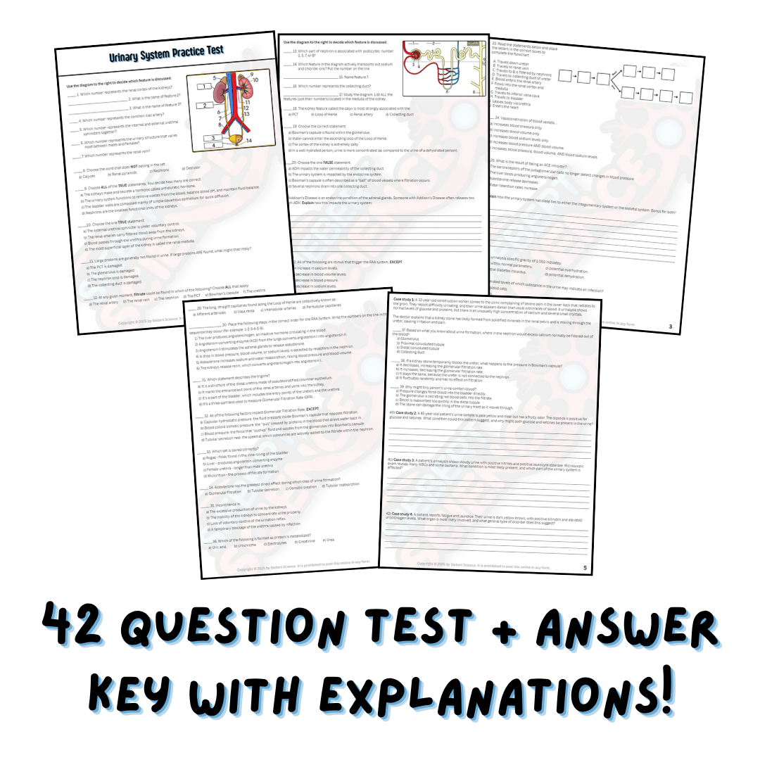 Practice Test - Urinary System