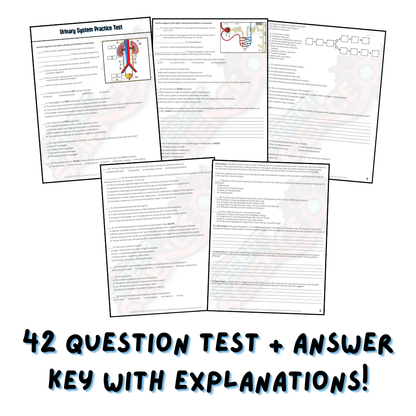 Practice Test - Urinary System