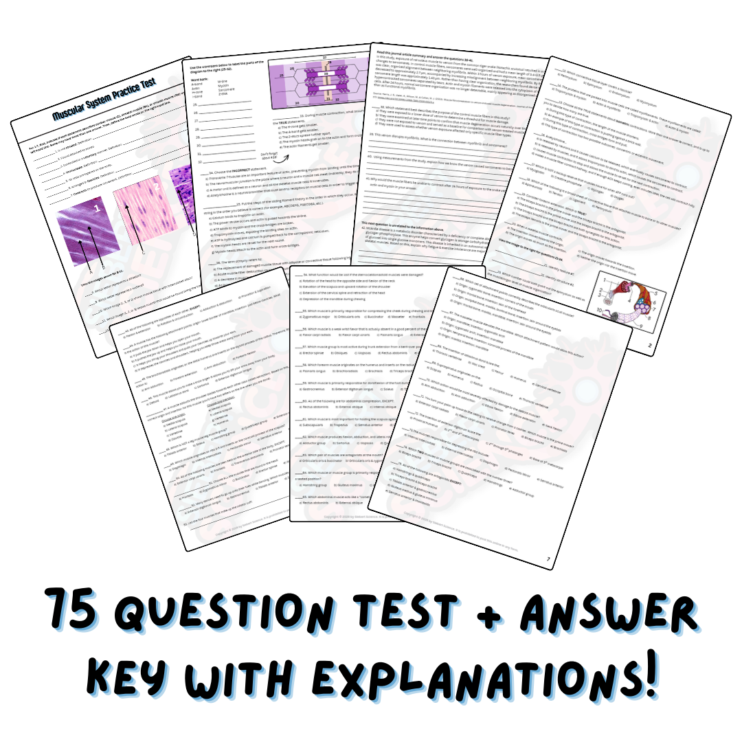 Practice Test - Muscular System