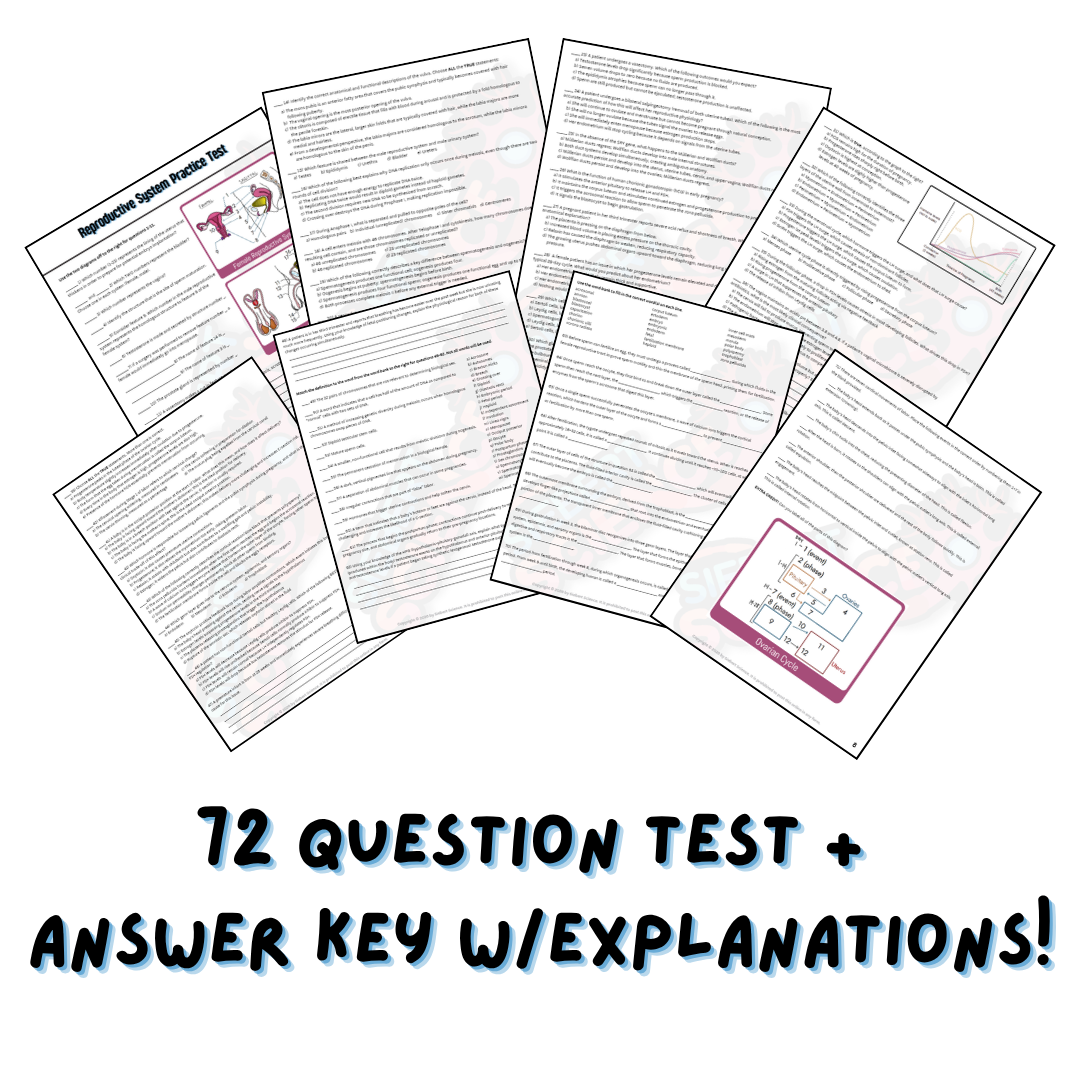 Practice Test - Reproductive System