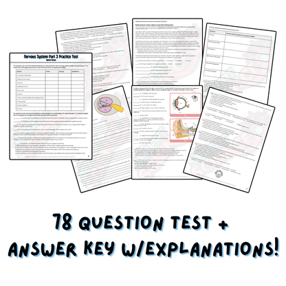 Practice Test - Nervous System, Part 3 (Special Senses)