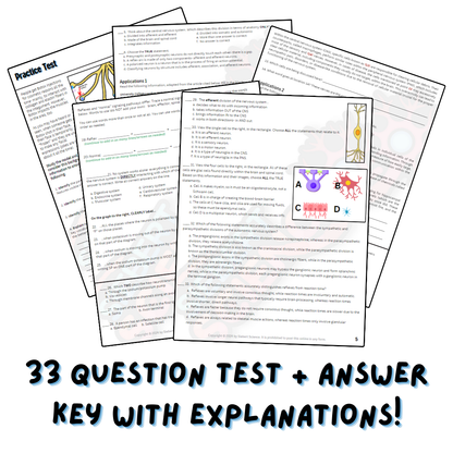 Practice Test - Nervous System, Part 1 (Neurons, Action Potentials, Synapses, & Divisions)