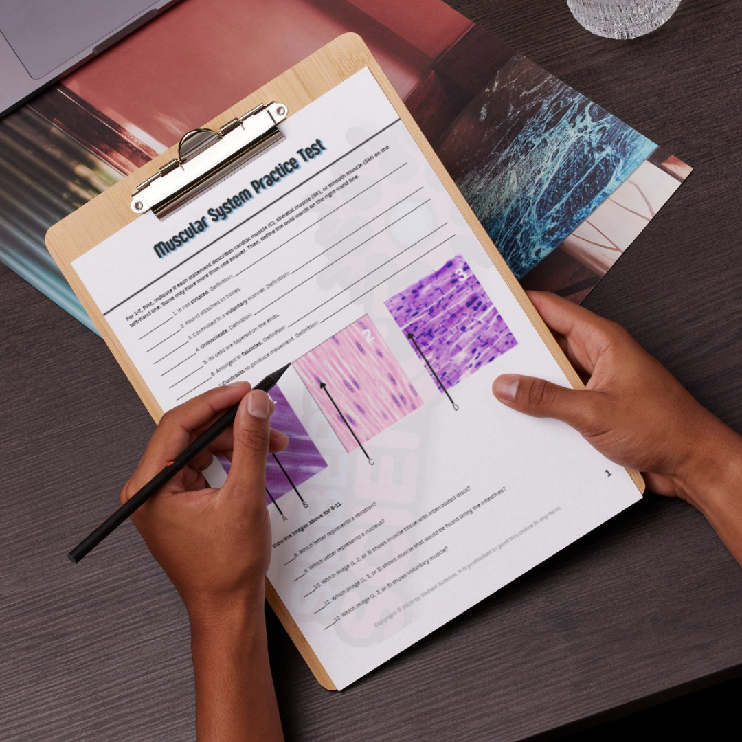 Practice Test - Muscular System