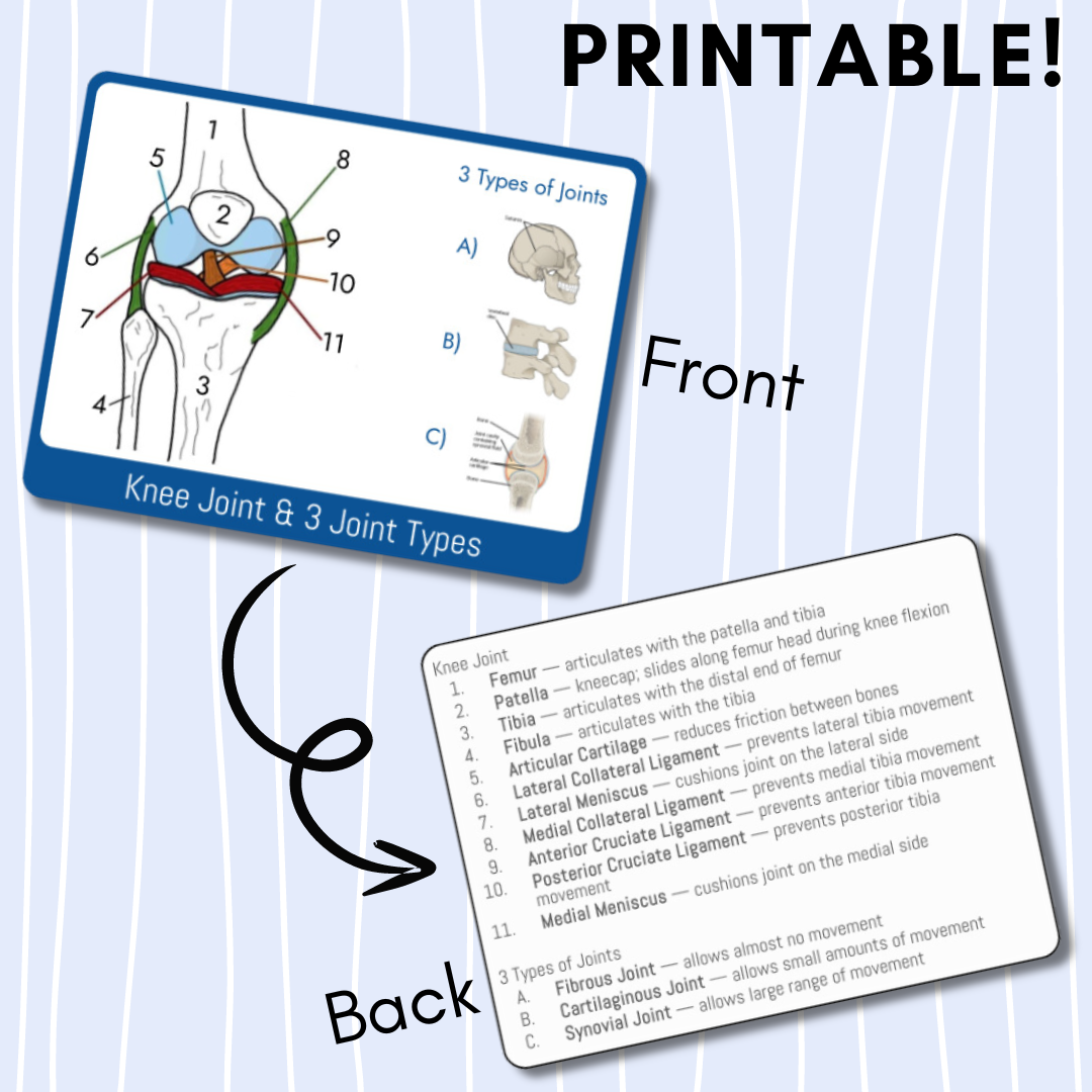 Anatomy & Physiology Study Cards