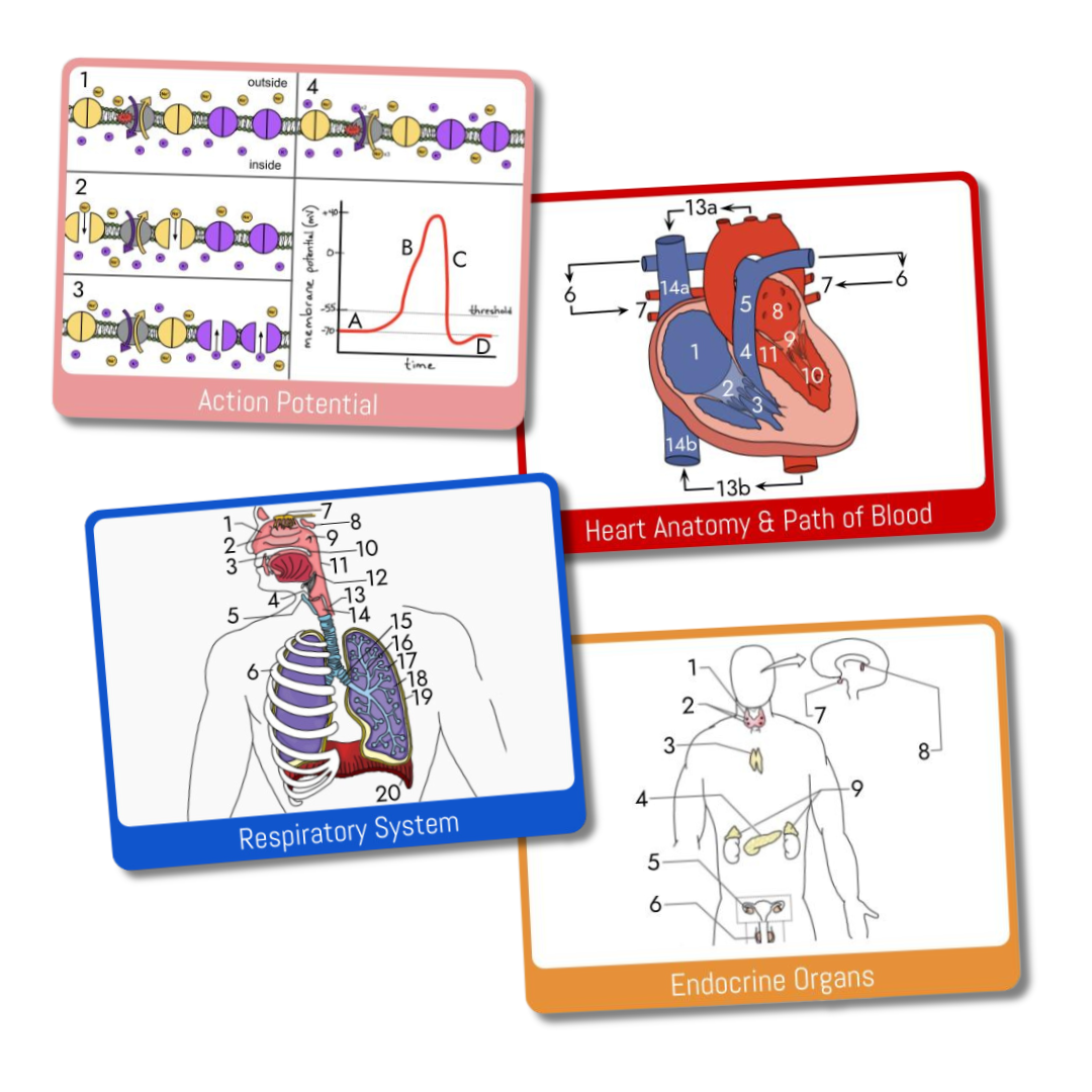 Anatomy & Physiology Study Cards