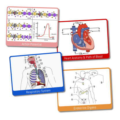 Anatomy & Physiology Study Cards