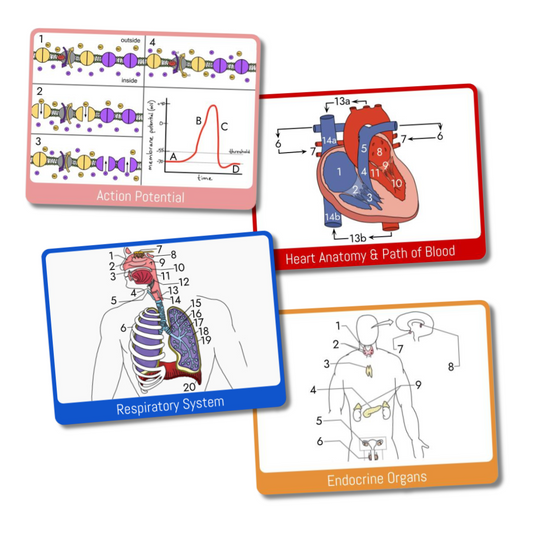 Anatomy & Physiology Study Cards