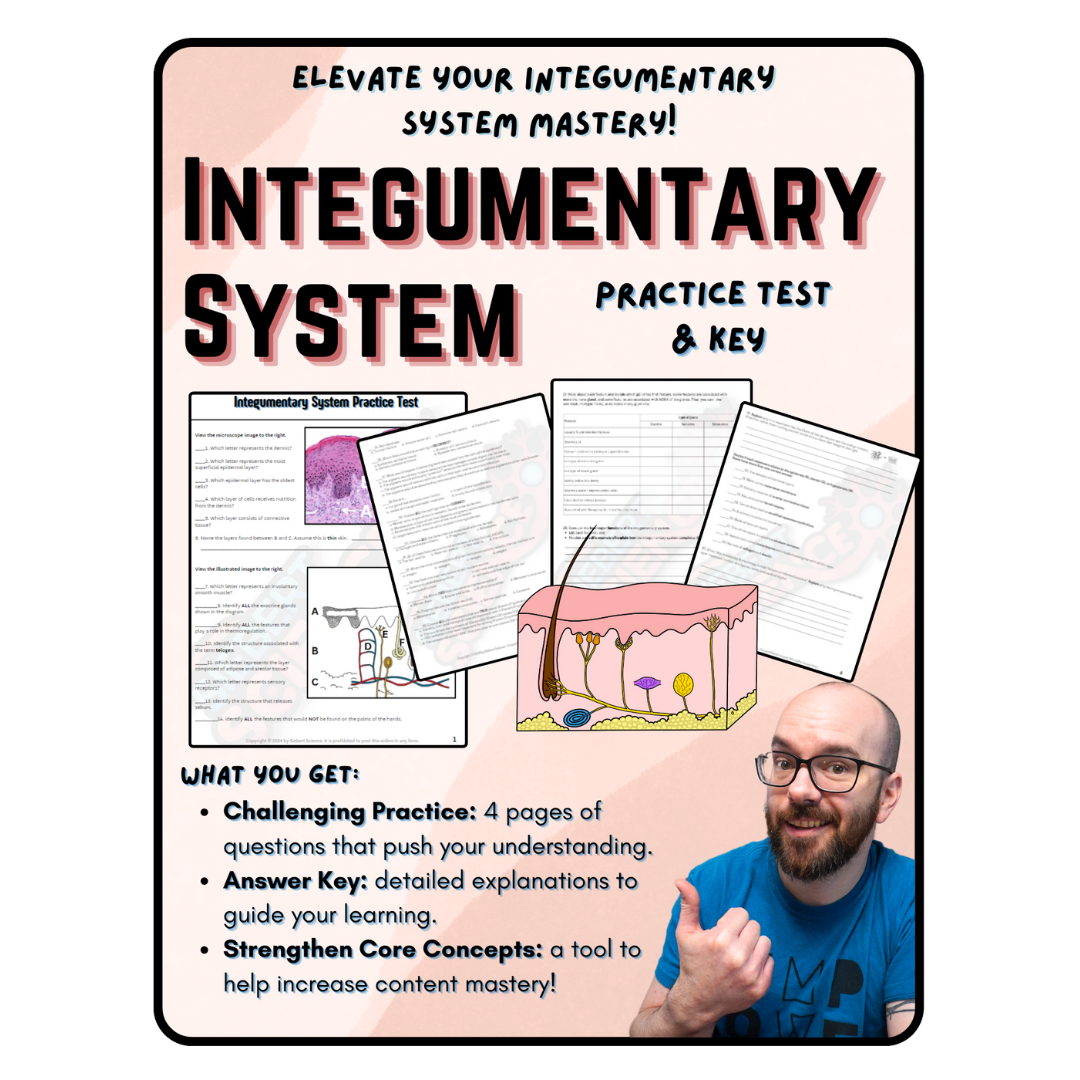Integumentary System Practical Lab Example Siebert Science Store (All Products)
