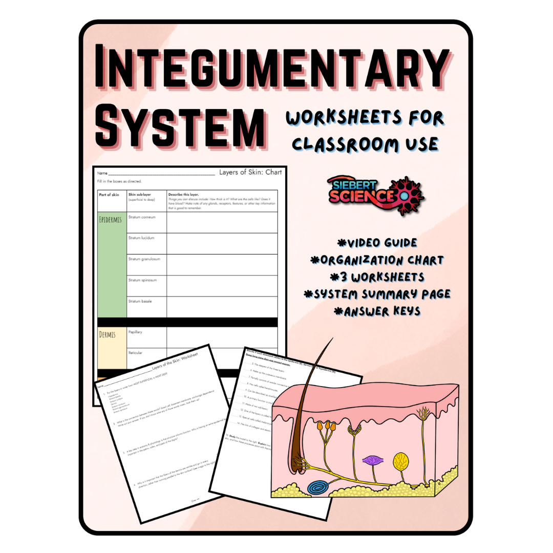 Integumentary System Packet for Teachers: video guide, multiple worksheets, answer keys included